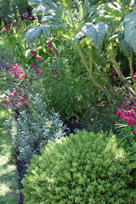 Long border with Hebe rakaiensis, Penstemon and Cynara